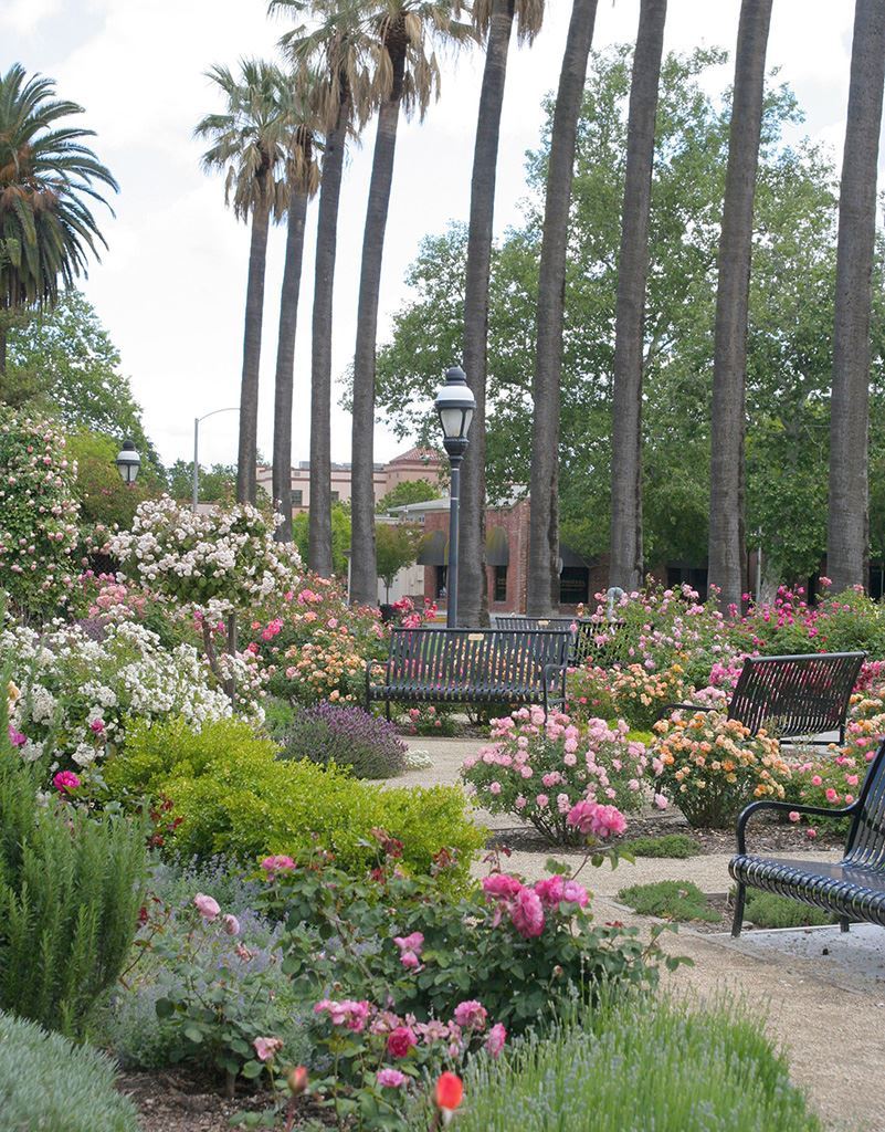 John Saltsman Garden